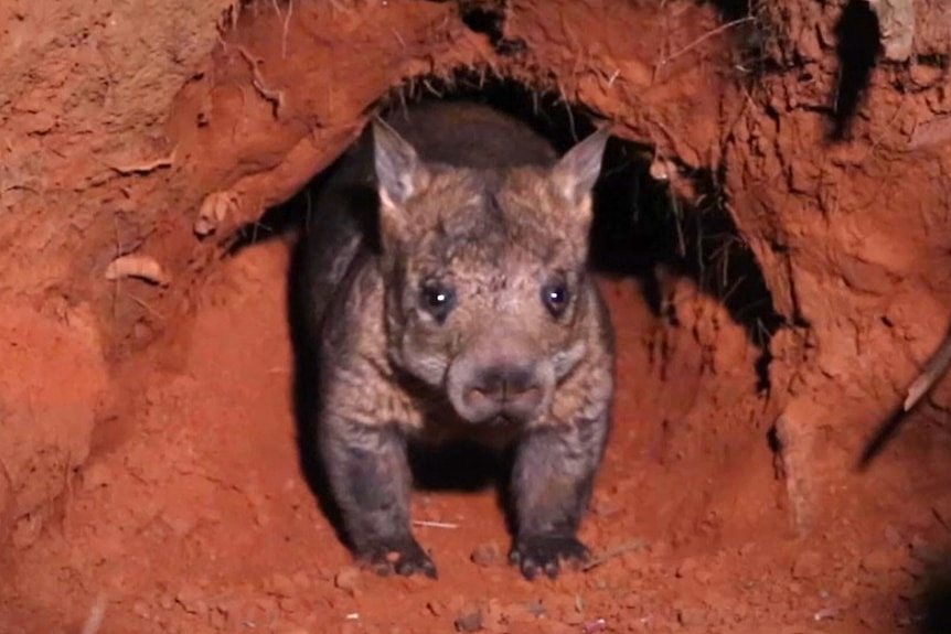 A wombat walks out of a burrow