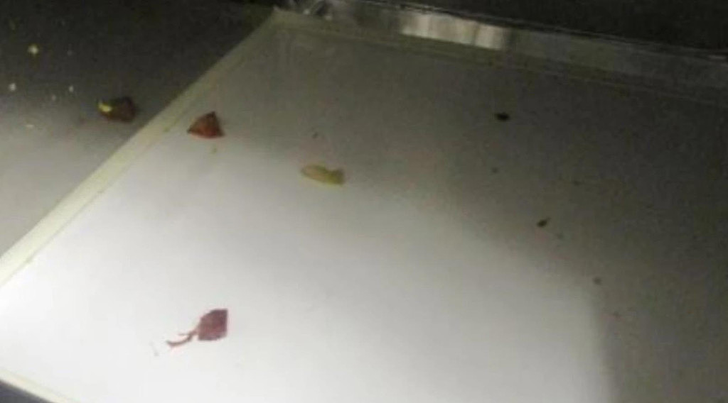 披萨里吃出小强，昆州餐厅遭顾客投诉！被罚款超$1.8万（组图） - 4