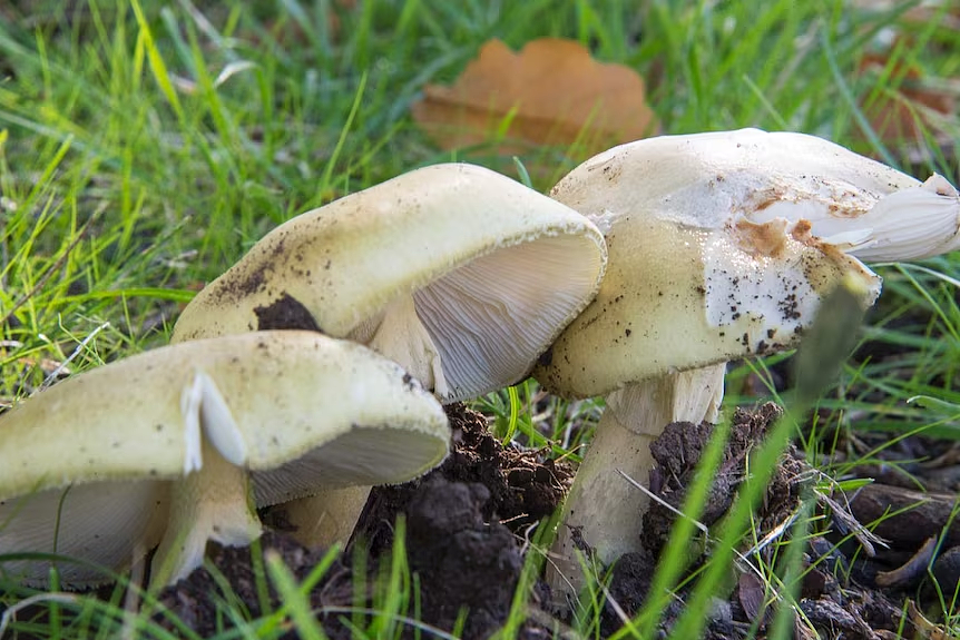 3名澳人疑似蘑菇中毒死亡！超市蘑菇销量下降，引发菇农担忧（组图） - 3