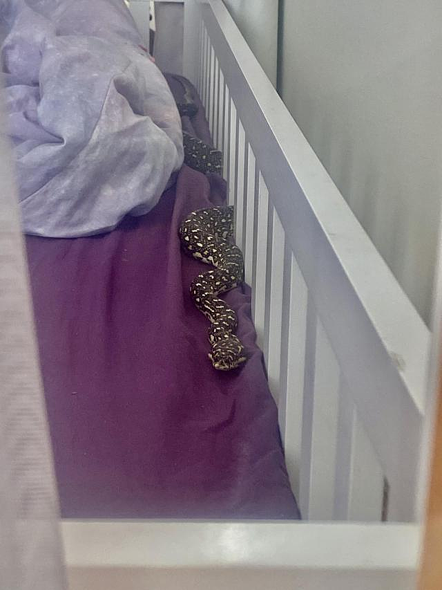吓人！新州民宅婴儿床惊现蟒蛇，宝妈失声尖叫救助（图） - 2