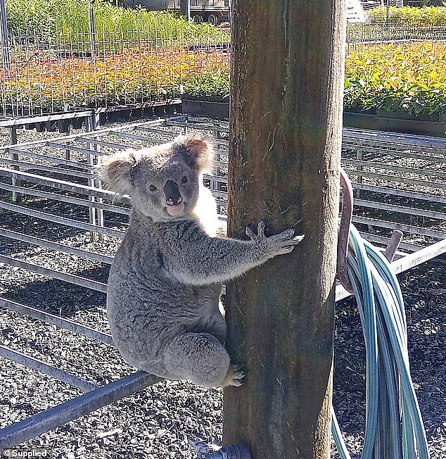 A hungry koala named Claude (pictured) for his long claws, has been found to have engorged himself on about $6000 worth of seedlings at the Eastern Forest Nursery, NSW's North Coast