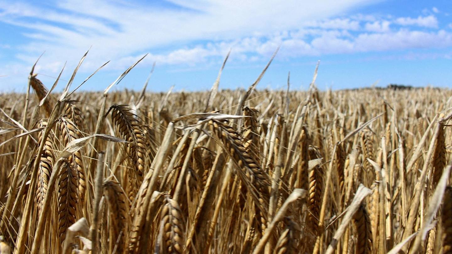 2020年10月27日，澳洲新南威尔士州内陆小镇莫里附近农场的大麦田中的农作物。 照片拍摄于2020年10月27日。 （Reuters）