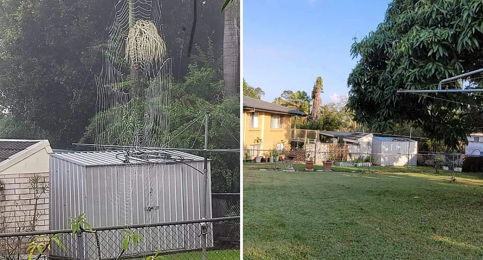Giant orb spider web in Queensland backyard. 