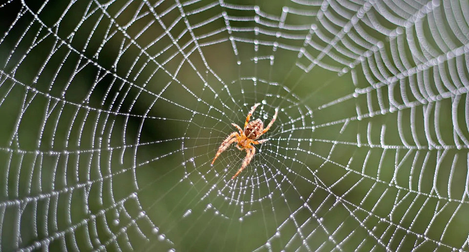garden orb weaving spider in centre of web