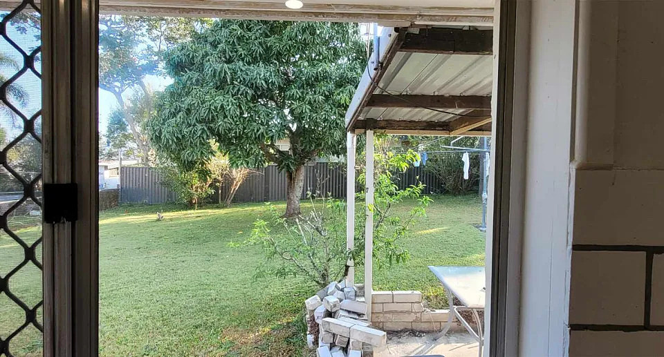 Photo taken from back door of house showing large tree in Queensland backyard. 
