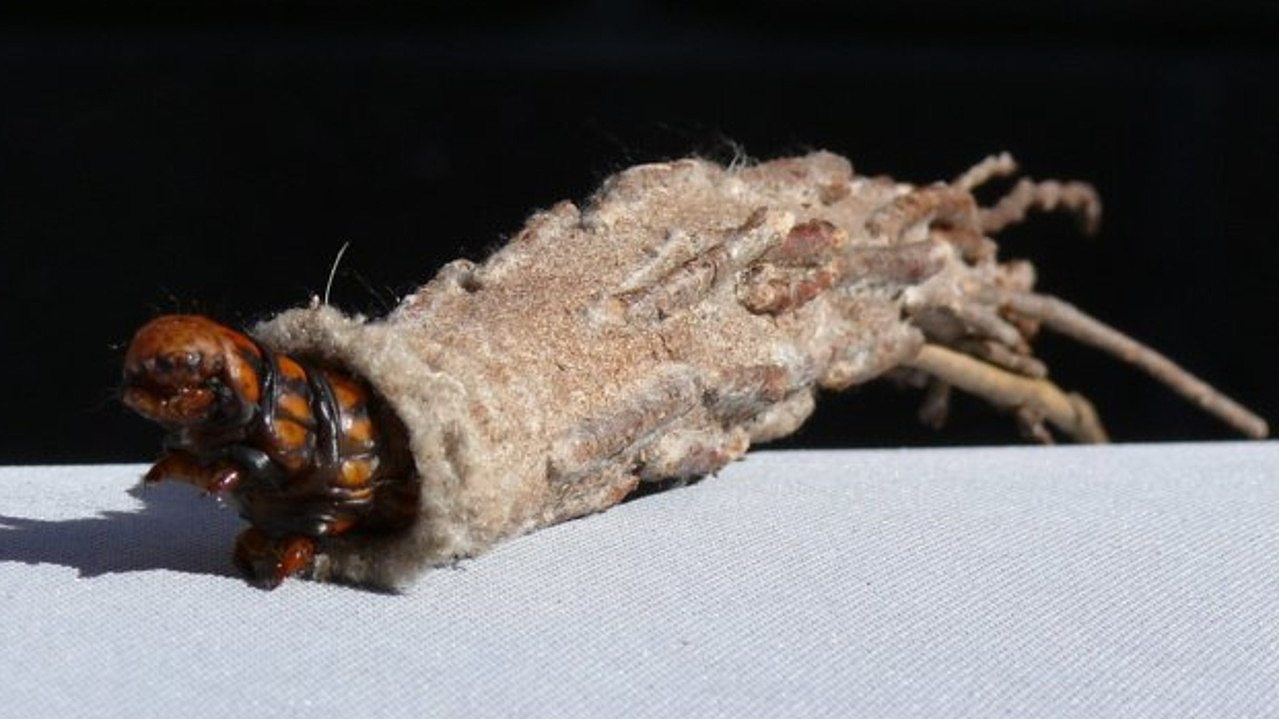 Creepy, creepy case moth. Picture: Australian Museum.