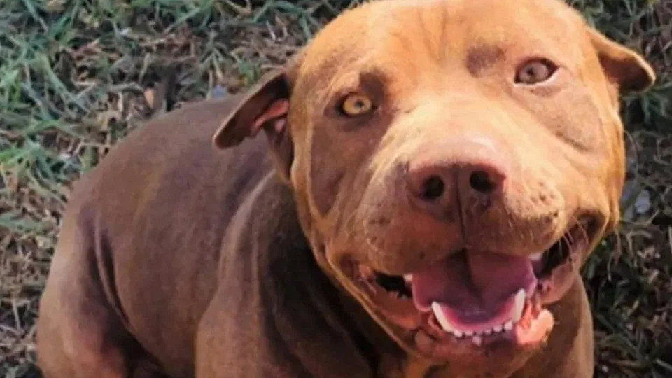 A six-year-old child was forced to hide in a bathroom while his mother and uncle were being mauled by the family’s beloved pitbull at a home in Adelaide’s inner north. Picture: Nine