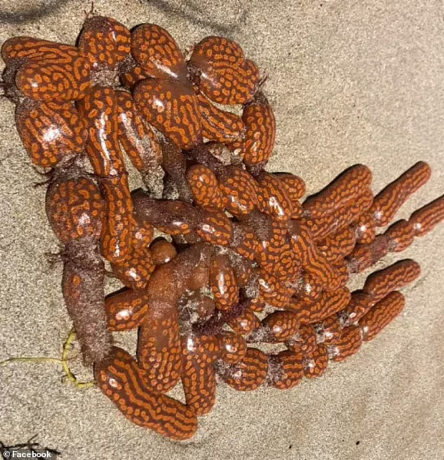 “外星人胎盘”？！澳海滩惊现“怪物”，外表黏糊糊且发亮，专家：人类表亲（组图） - 3