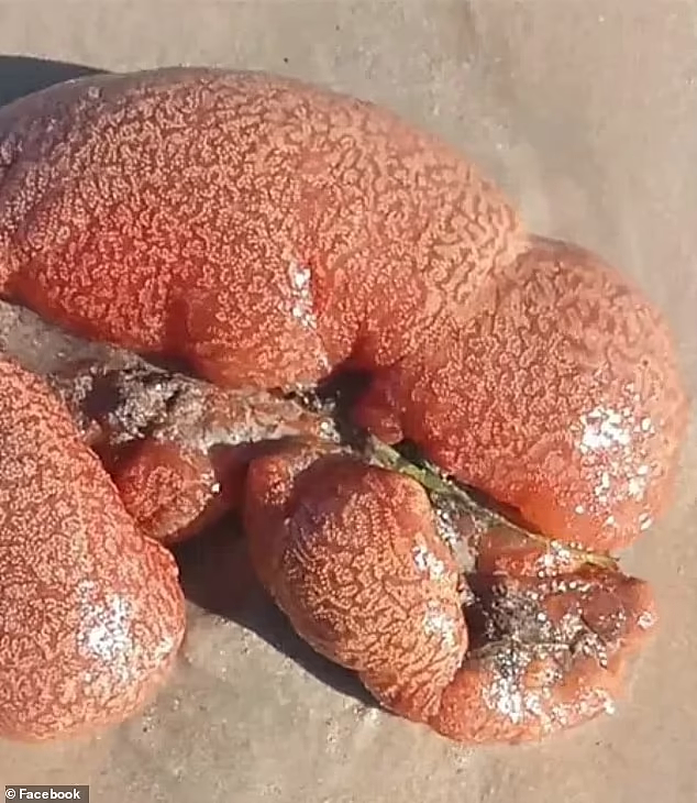 “外星人胎盘”？！澳海滩惊现“怪物”，外表黏糊糊且发亮，专家：人类表亲（组图） - 4