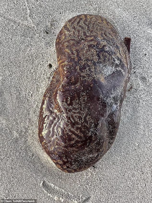 “外星人胎盘”？！澳海滩惊现“怪物”，外表黏糊糊且发亮，专家：人类表亲（组图） - 5