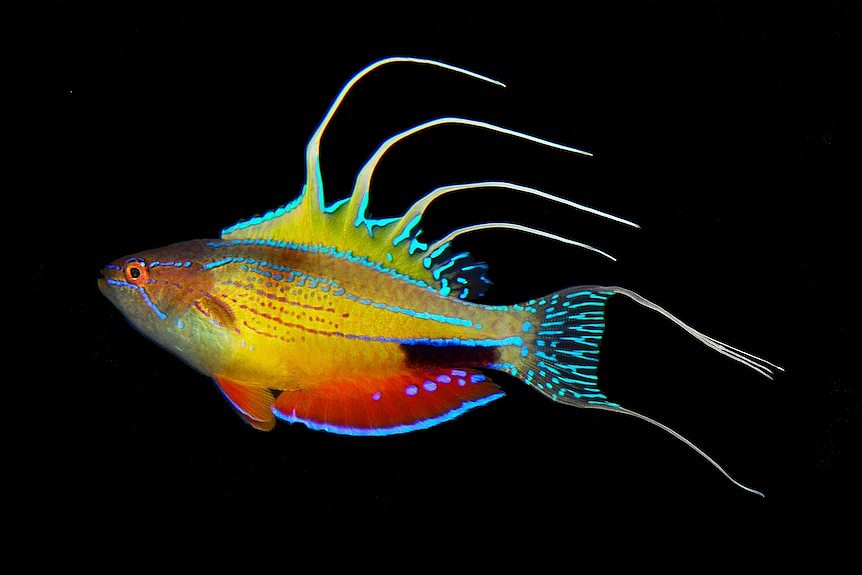 A neon-coloured fish with filaments against a black background