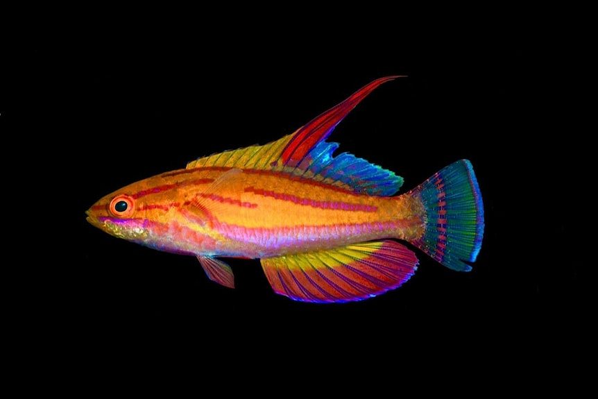 A bright orange fish against a black background