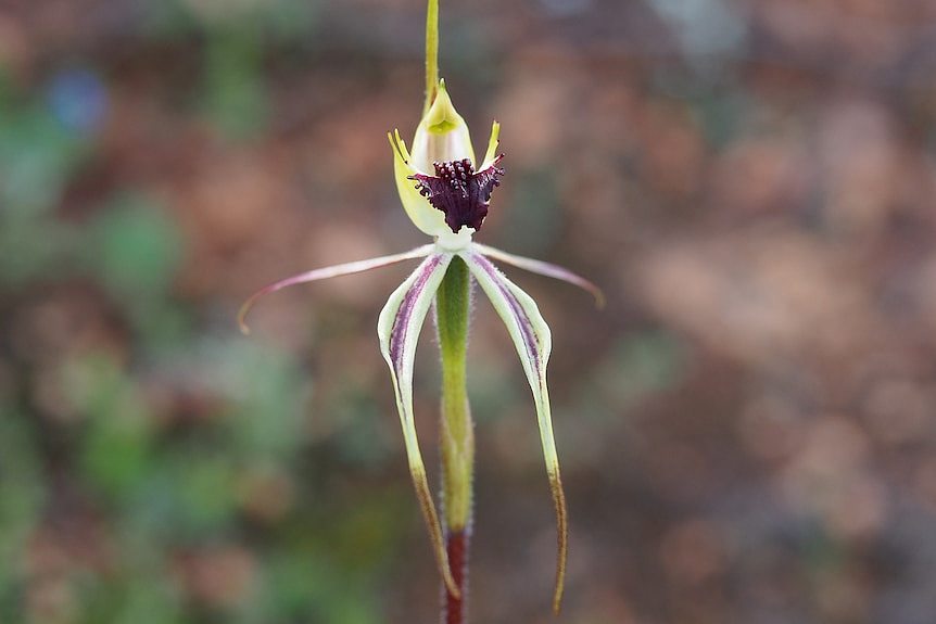 Flower of a spider orchid, background blurred