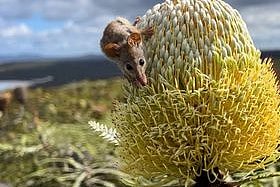 A tiny honey possum climbs on a large banksia-type flower.