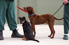 澳洲惩教中心里的狗狗疗愈法（图）