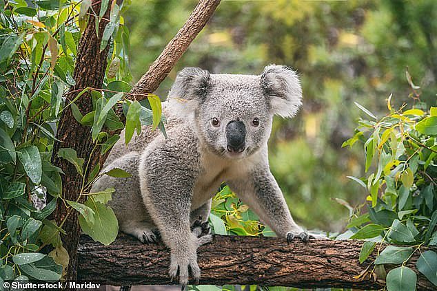 A friend of Chris's convinced him Koalas couldn't be eaten because they are poisonous. Chris shared the 'fact' on TikTok sending thousands into hysterics (stock image)
