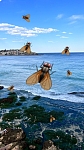 澳大利亚 为啥悉尼苍蝇🪰这么多？
今天去Bondi Beach，一直被苍蝇追着咬🪰，还以为是自己臭了
后来发现，所有人都被苍蝇追着咬🪰
