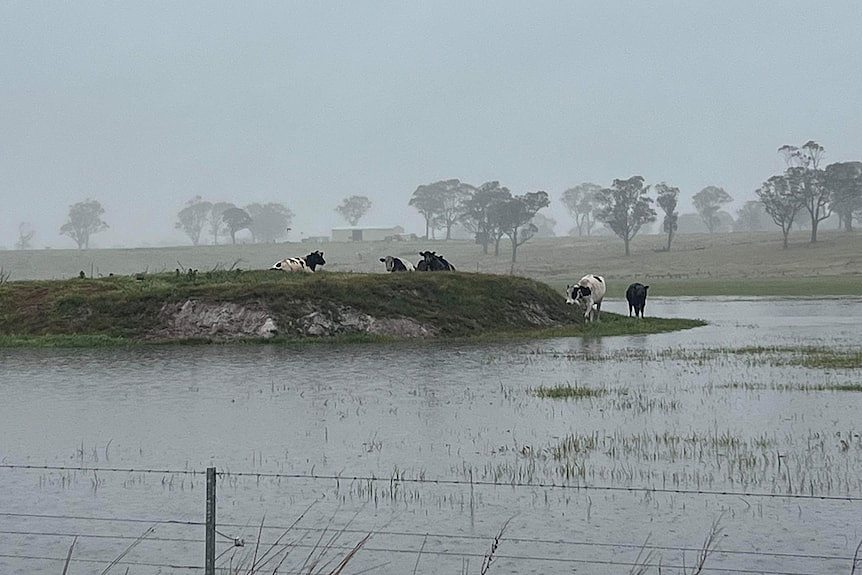 Cattle seek higher ground in a flooded paddock.