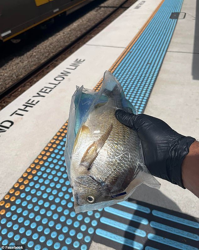 A customer service attendant at Wollstonecraft train station in Sydney went to pick up what he thought was rubbish but the litter turned out to be someone's forgotten fish