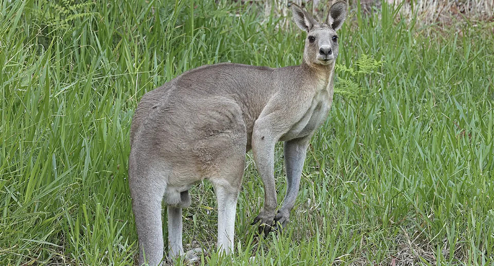 an eastern grey kangaroo