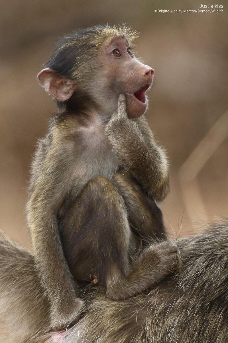 A baby monkey with its mouth open and a finger touching its cheek