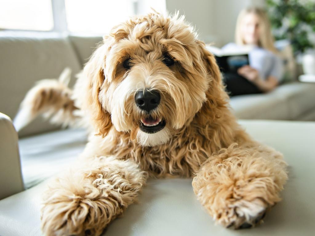 Luna is the number-one dog name in Australia for the fifth consecutive year. Picture: iStock