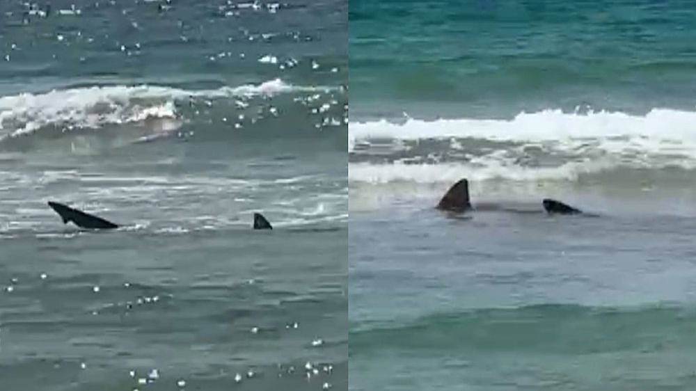 注意！悉尼著名海滩紧急关闭，逾2米长鲨鱼水里徘徊，大批游客目睹造成恐慌（图） - 2