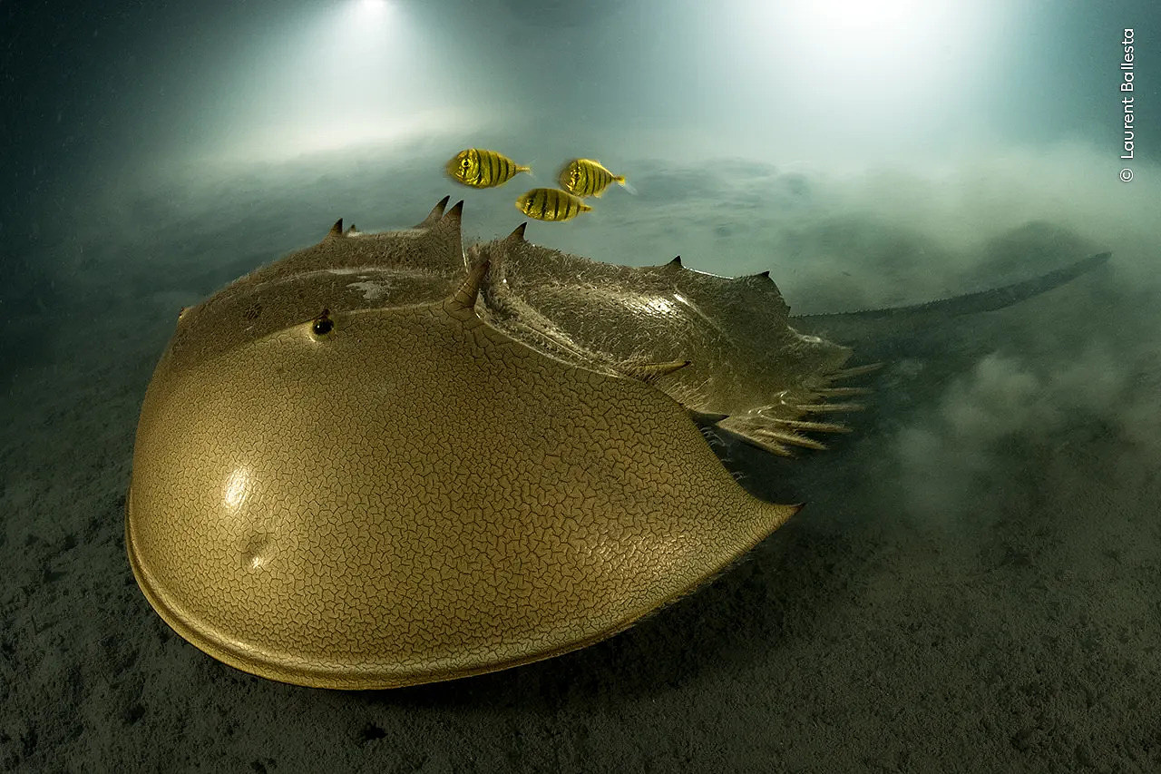 A yellow, golden horseshoe crab in the water with three little fish next to it
