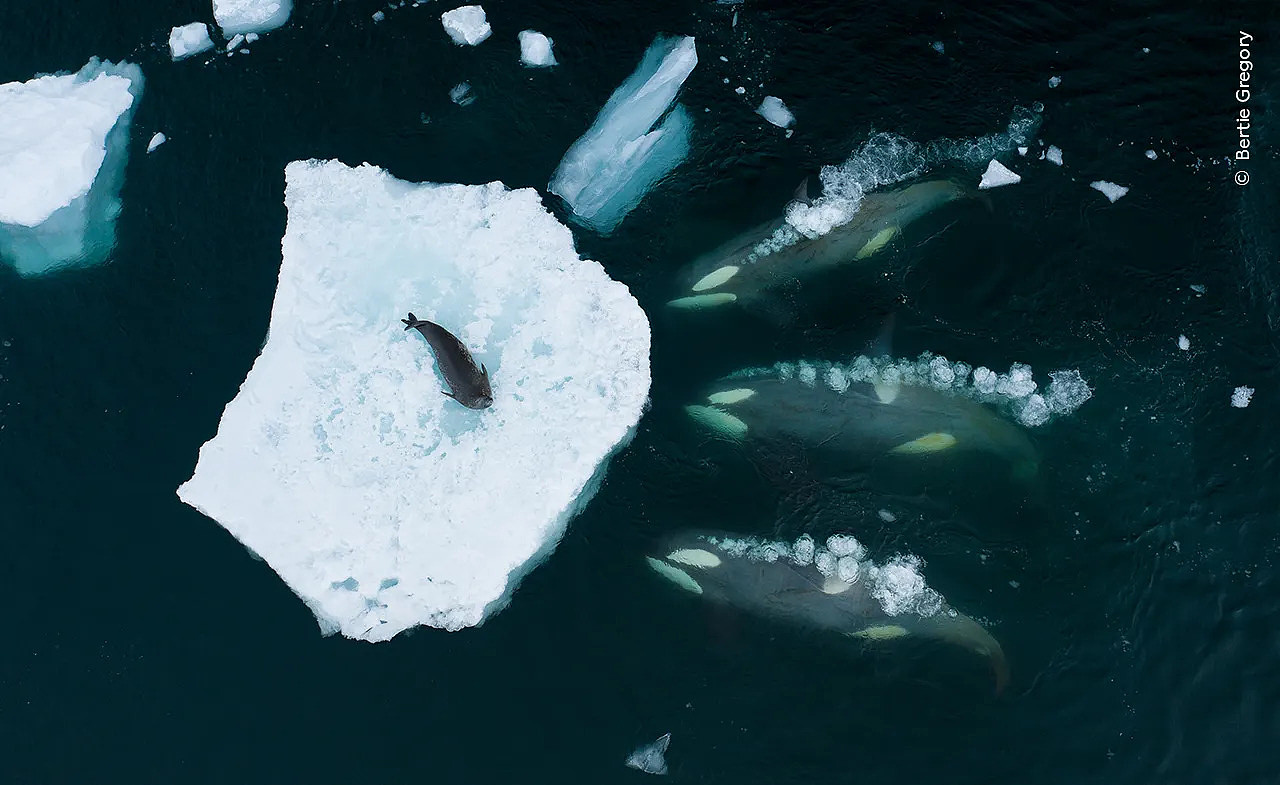 A floating piece of ice in the ocean with a seal laying on top. Three orcas surround the ice