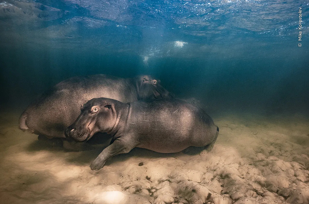 A female hippo and her two babies on the bottom of a shallow lake