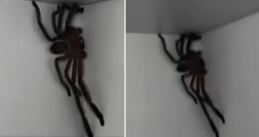 土澳日常！澳洲民宅惊现巨型蜘蛛，网友看完被吓尿（组图） - 2
