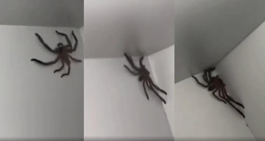 土澳日常！澳洲民宅惊现巨型蜘蛛，网友看完被吓尿（组图） - 3
