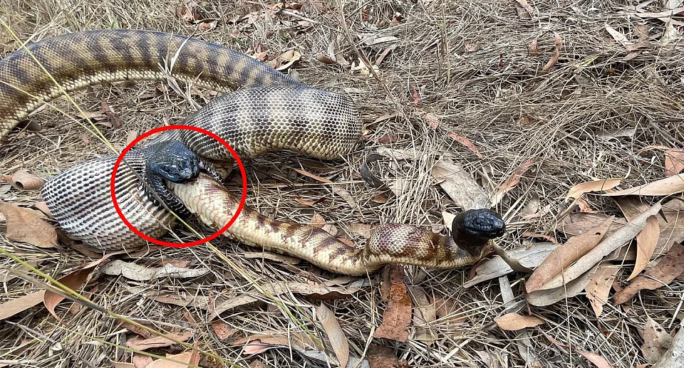 The smaller python attempts to escape as the larger one eats it alive. Source: Australian Wildlife Conservancy 