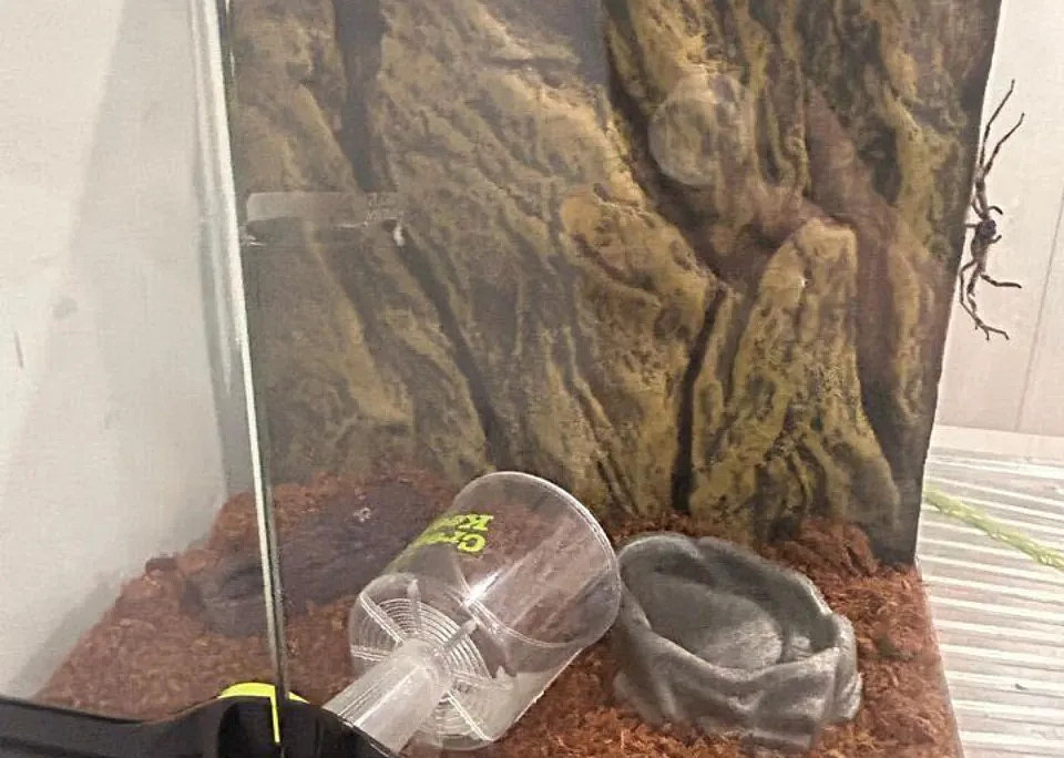 Photo of spider in it's terrarium with some rocks in it. They are still in the process of getting supplies for it. 