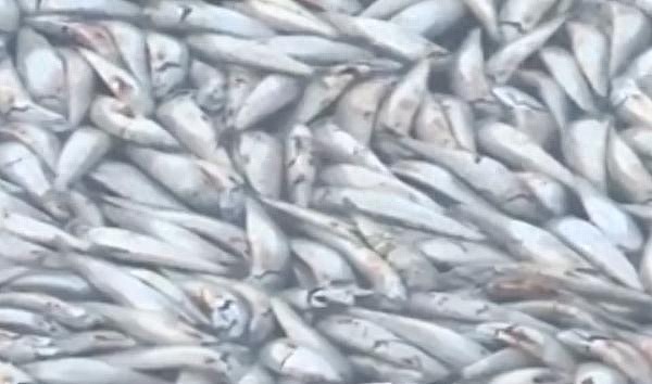 场面骇人！90吨沙丁鱼涌入日本渔港后集体死亡，水产专家回应（视频/组图） - 1