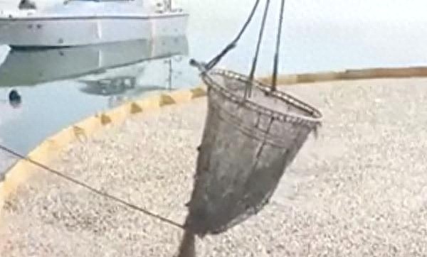 场面骇人！90吨沙丁鱼涌入日本渔港后集体死亡，水产专家回应（视频/组图） - 2
