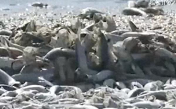 场面骇人！90吨沙丁鱼涌入日本渔港后集体死亡，水产专家回应（视频/组图） - 3