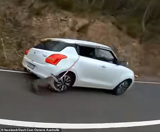 一名“卑鄙”司机因拍摄到他的狗从车窗掉下来后被拖到路上的令人震惊的镜头而被指责
