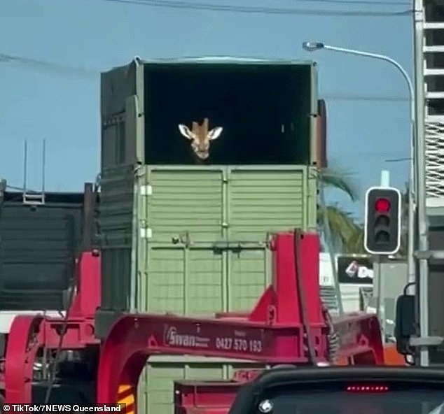 Numerous drivers have been stunned to see a curious giraffe (pictured) taking in the sights from the back of a truck while being transported from Australia Zoo to Victoria on Monday