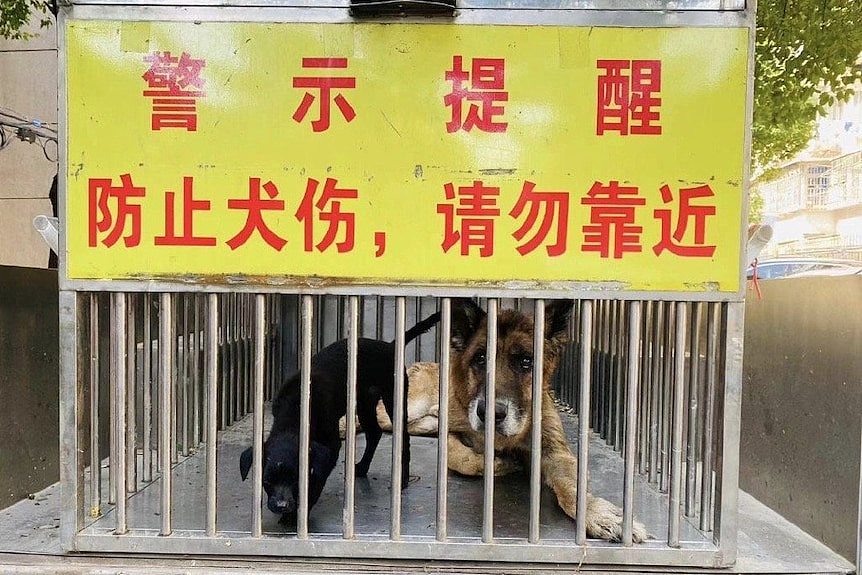 dogs in a crate