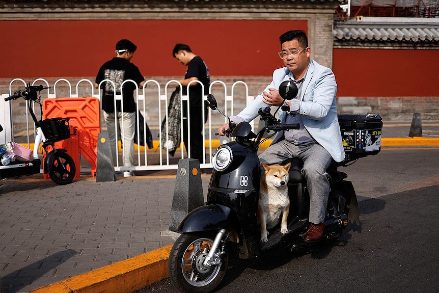 a dog sits on a scooter