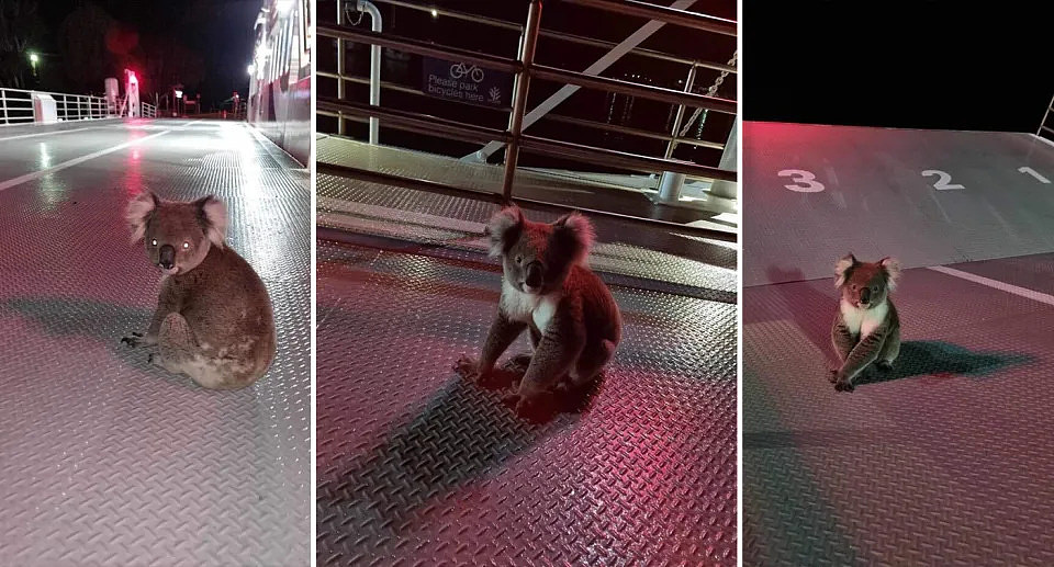 Three images of the koala close up as he moved across the Richmond Island ferry.