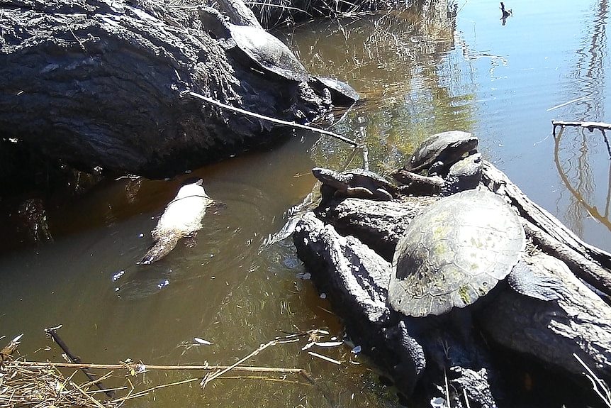 A bells turtle and White platypus are pictured together in a creek