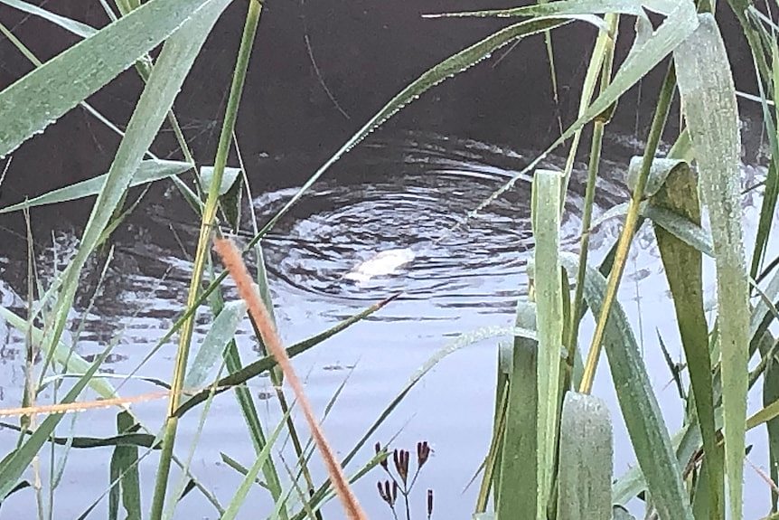 In the reeds of a riverbed, a white platypus floats in the water.