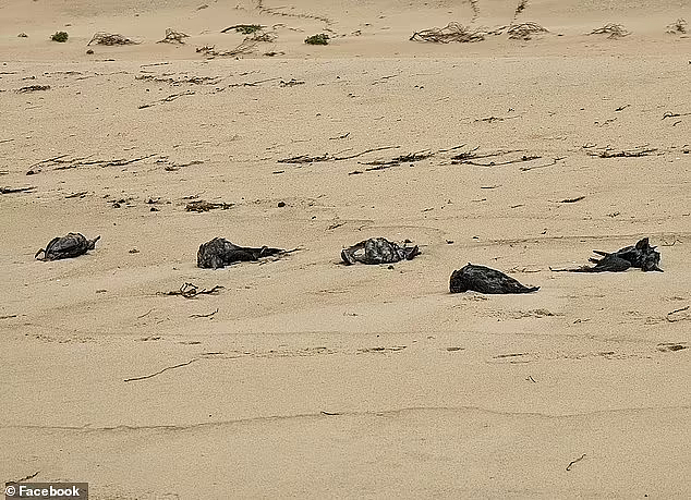 怪异！悉尼海滩惊现大量死鸟，专家也无定论（视频/组图） - 2