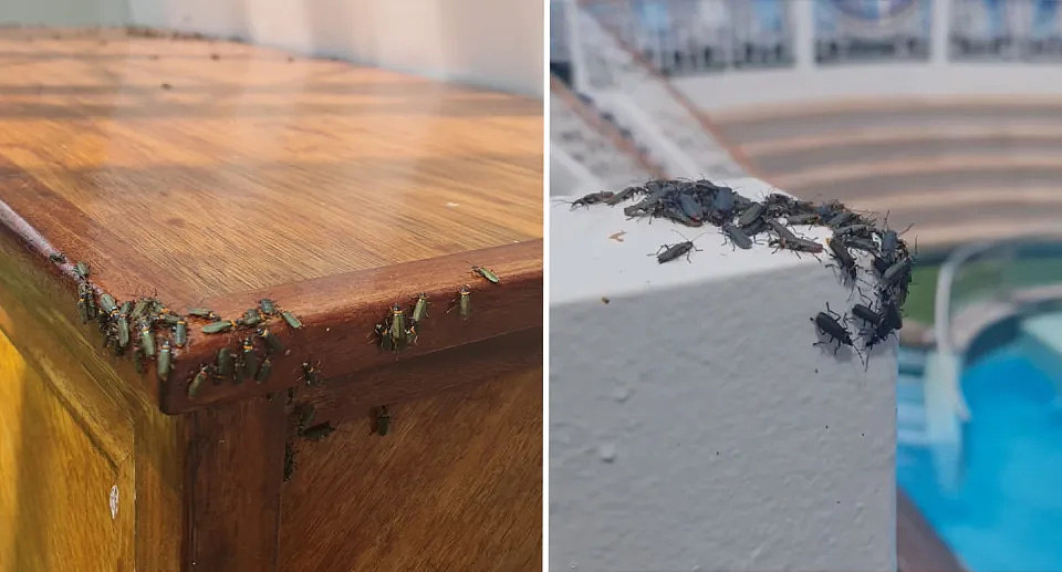 Beetles can be seen inside on wooden furniture (left) and outdoors near the pool area (right).