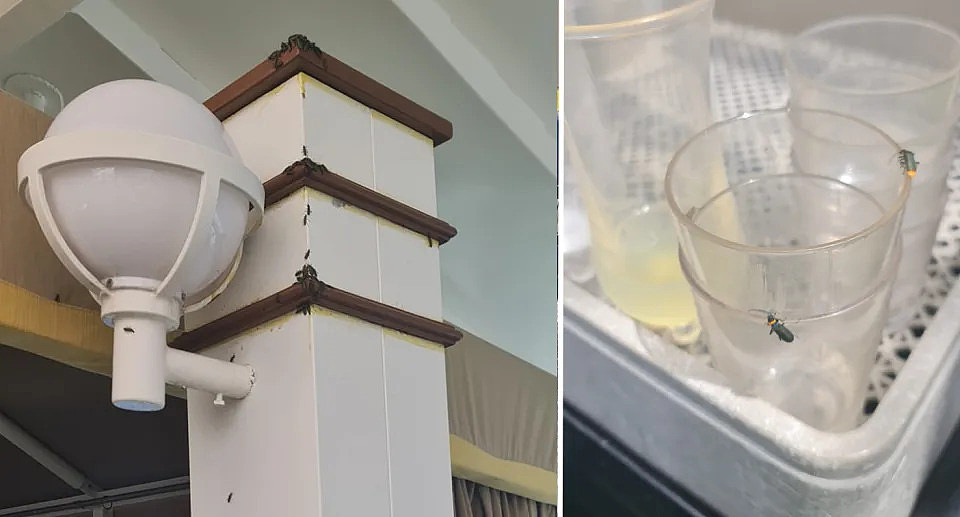 Plague soldier beetles are seen throughout the P&O cruise ship on walls (left) and on drinking cups (right). 