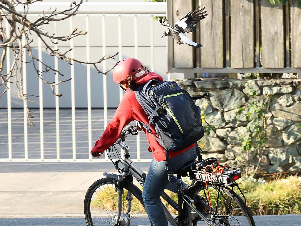 喜鹊伤人事件频发，全澳最危险的10条街公布！路过时千万要小心（组图） - 3