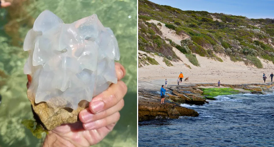 西澳海滩惊现透明“石块”，类似外星生物，引澳人纷纷猜测，专家揭示真相（组图） - 2