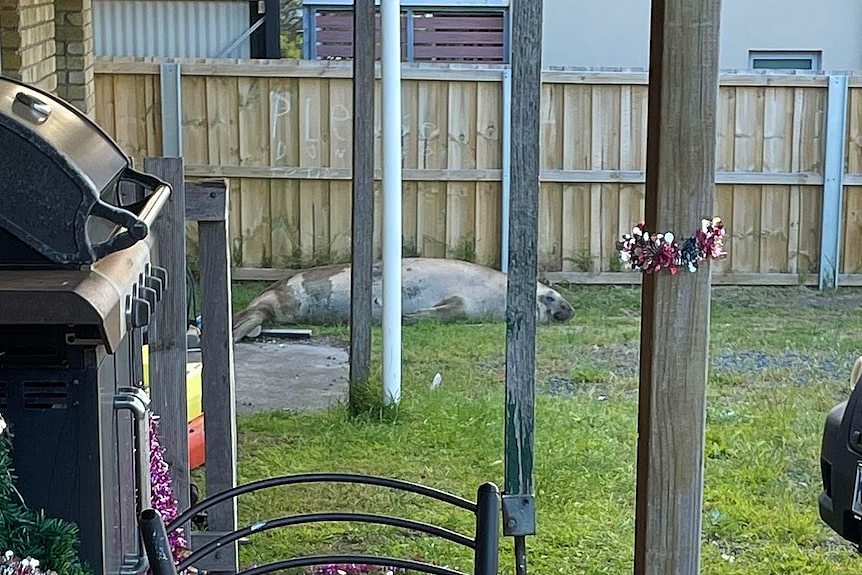 A large seal lies on the grass outside a house.